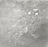 N skelettets underkäke. Foto från SSÖ.
Foto:Gunnel Forsberg oktober 1965.