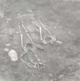 Skelett, foto från SV.
Foto:Gunnel Forsberg oktober 1965.