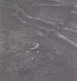 Bäcken och de långa rörbenen.
Foto:Gunnel Forsberg oktober 1965.