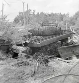 Tjärbark med tina på barken.