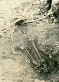 Framgrävt skelett från en grav i Gynge.