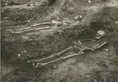 Två skelett som påträffades vid en arkeologisk utgrävning i Kalmarsundsparken.