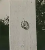 Örhänge från Korparyd. Mått: 4 x 3,5 cm.