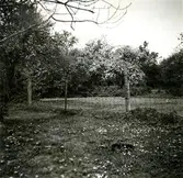 Förmodligen Krusenstiernska trädgården.