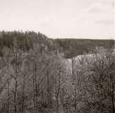 Vy  over skogen i Bjurvik. Mellan träden kan man skymta vatten.