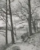 Skog utanför Vinäs herrgård.