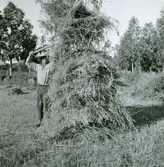 Sädeskärvarna krakas för torkning.