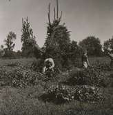 Lövtäkt. Lövet torkas för att komplettera detta [1938] års dåliga höskörd. Lövet används huvudsakligen som fårfoder.