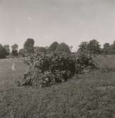 Lövtäkt. Lövet torkas för att komplettera detta [1938] års dåliga höskörd. Lövet används huvudsakligen som fårfoder.