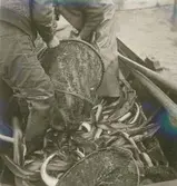 Jonas Olsson i Svartvik.
Ålbottengarnsfiske.