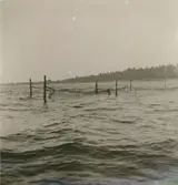 Ålbottengarnsfiske på ostkusten.