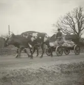 Oxdragen vagn i Ishult.