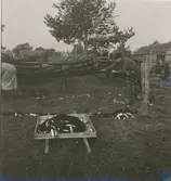 Fiskfångst vid ett fiskeläge i Svartvik.