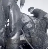 Upptagning av bottengarn.