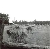 Skördebild 1952 ifrån Mjödehult.