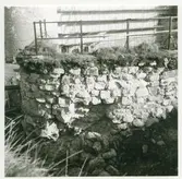 En framtagen mur vid slottsvallen på Kalmar slott.