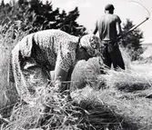 Rågskörd. Thore Johansson och hans hustru Aina.