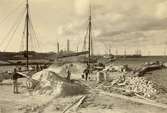 Kalklastning i Degerhamn 1906.