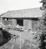 Hökörning med oxe på Älö.