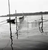 Arbetsmetoder vid sättandet av ålbottengarn.