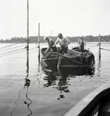 Ålbottengarn sättas ut.