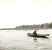 Aborrnätet lägges ut i Allgunnen.