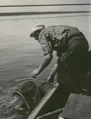 Göran Engström vittjar ett bottengarn.