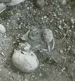 Skelettet från N. med båda spännbucklorna och bröstet och det likarmade spännet vid högra axeln.