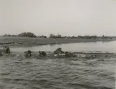 Kreaturen simmande på väg till en ny holme för att skaffa sig bete.