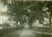 Uppfarten till Maltebo gård, allé med askar. Å sidorna stenmurar. I fonden en ladugård.