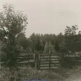 Inhängnad för fårens skull. Eksebo - Brotorp. Eventuellt att Karl Johan Albin Johansson var ägare.