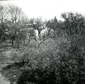 Fruktträd vid gamla barnhemmet i kvarter Laxöringen.