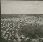 Stora alvaret. Vägen Resmo - Stenåsa.