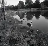 Svenska grågäss bredvid en brygga.