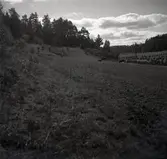 Kossor i dalen vid bilverkstaden i närheten av Tryserum.