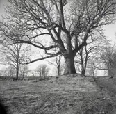 Gammal ek på gårdsplanen framför gamla byggningen i Söregärde.