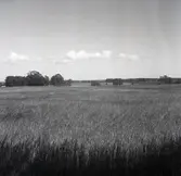 Utsikt mot sydost från kvarnen i Bruatorp.