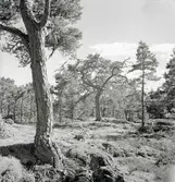 Vindpinade tallar på Vinö.