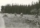Gravfält i Gärdslösa från järnåldern. Resta stenar.