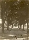 Allé vid Berga herrgård.