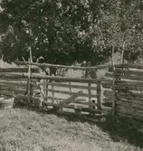 En gärdsgård i Brotorp.