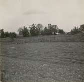 Linet rötas i Holmskog, Mellann.