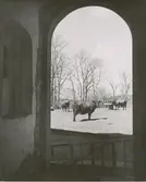 Kor sedda från Vinäs herrgård.