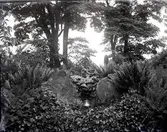 Widebergs trädgård