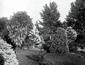 Widebergs trädgård