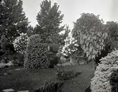 Widebergs trädgård