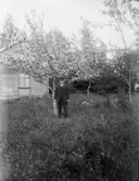 Herre vid blommande fruktträd.