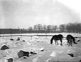 Hulegården, Segerstad. 
Per Ivar Wahlstedt född 1863, död 1944,  bodde här.