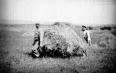 Höskörd vid Hornborgasjön omkring 1940.