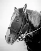 Hovslagaregårdens häst.